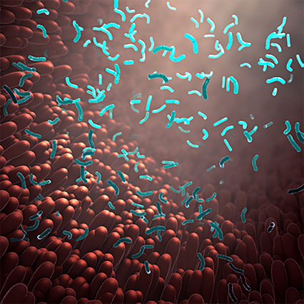  菌群移植治疗炎症性肠病